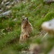 Santa Caterina Impianti Trekking Sunny Valley-Pian delle marmotte